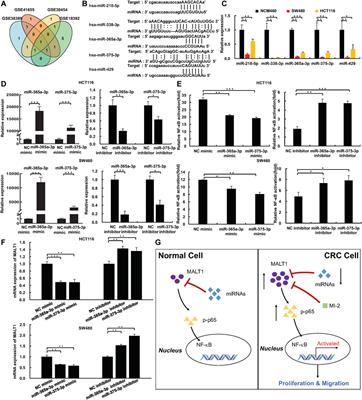 Targeting MALT1 Suppresses the Malignant Progression of Colorectal Cancer via miR-375/miR-365a-3p/NF-κB Axis